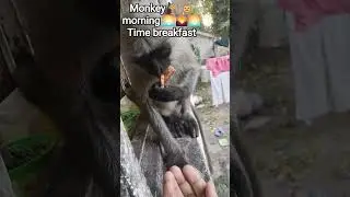 monkey 🐒🐵🐒 morning 🌅🌄🌅 Time breakfast 🥞|