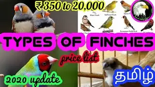 price list of finches (2020 update) | tamil | more about pets | MAP |