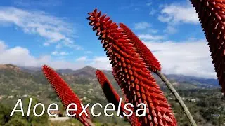 Aloe excelsa - Tree Aloe with Red Flowers - Species Detail