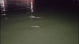 Penampakan pesut Mahakam di Balikpapan 