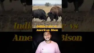 Indian Gaur Vs American Bison #shorts #trending #ytshorts #wildlife #viralvideo #jungle