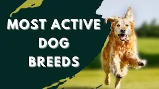 Top 10 Most Active Dog Breeds | Dogs World