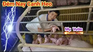 Thử làm mụ cho heo giống đêm nay xem sinh sản như thế nào