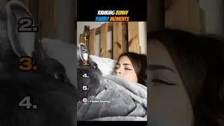 Ranking Bunny Rabbit Moments