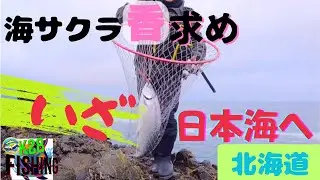 KF2【サクラでお花見】人気サクラマス、アメマス、ソイ等の釣りHITシーン！海の桜を求めて、いざロックショア日本海の磯へ　 【BGM fissing】注目K28 fishing 北海道釣りチャンネル