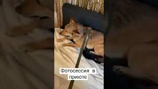 Чтобы найти собакам дом, мы постоянно проводим им фотосессии ✌ #dog