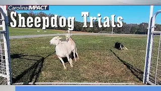 Rural Hill's Sheep Dog Trials