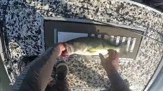 Safe Fish Handling- A biologists perspective: Bass deserve better treatment