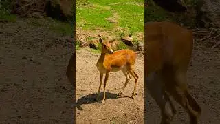 Woodland Wonders Captivating Tales of Deer in the Wild #forestlife #deerpower #deerlove #deerbeauty