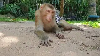Oho! Monkey Koko very smart relaxing on sand because the weather is very hot /Koko&Yoko official
