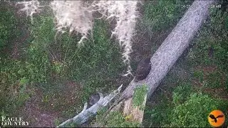Meadow falls but is safe and sound Eagle Country LIVE Bald Eagle Cam Bayhead Cam / Remote Cam