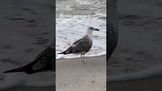 #nature #morning #birds #beach #relaxing #birdwatching