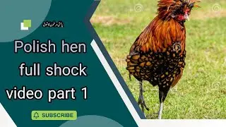 polish small setup visit | polish hen | SE velog ||first part