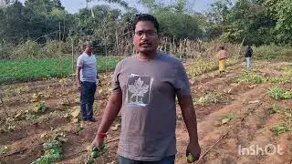 ଚାଲନ୍ତୁ ଦେଖିବା ବାବୁ ଆସିଛନ୍ତି ନୂଆ ତରିକାର ଚାଷ ଦେଖିବାକୁ ଟାଙ୍ଗୀ ବ୍ଲକ ରୁ #like# subscribe #please 