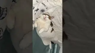Sleepy Puffy Cat Wakes Up 👀😸 | Cutest Big Bright Eyes Ever!
