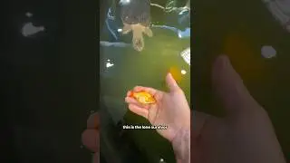Bowser tried to eat him&hellip; but he got away