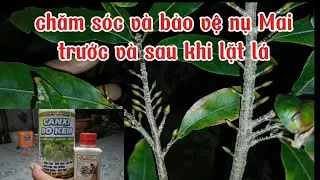 Dùng đúng thuốc , sử dụng đúng cách để bảo vệ nụ Mai trước và sau khi lặt lá.phuctranvlogs.