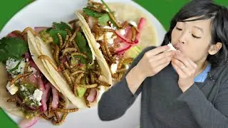 Mealworm TACOS Recipe | Bugmas 2018 - bug eating countdown to Christmas - DAY 4