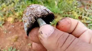 Coprinus picaceus |mushrooms black