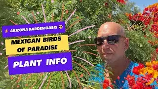 Gardening 101: Growing the Vibrant Pride of Barbados