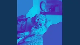 Playful Dog Walking
