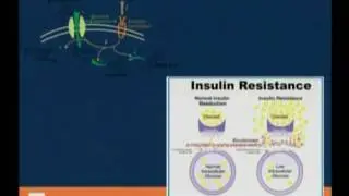 Lunchtime Lecture: Weight Loss An Individualized Approach