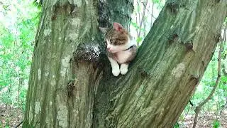Amazing! This Cat Is not Afraid of Dogs!