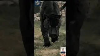 🐆 Black Panther &ndash; The Stealthy Predator of the Jungle!