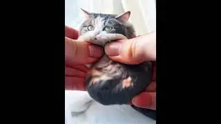 Weird AI effect on Willow.  She is much more fluffy than squishy! #weirdcatvideo