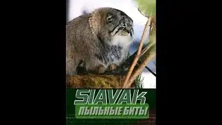 SlAVAk   БИТ#56
