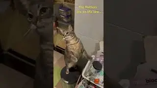 The Cat Wand that Works!