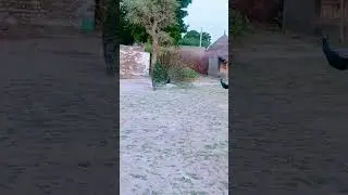 Aggressive Peacock Dance 😡🦚 | Nature's Drama #trending
