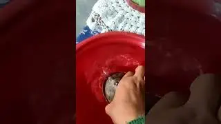 baby Tortoise 🐢#song #cutetortoise#short