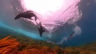 Barunguba (Montague Island) SCUBA Dive with fur seals