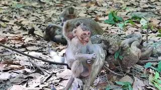 Wonderful Jane's family , Awesome activities wildlife monke-y #JA00464