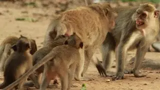 Piper and Mama Duchess Monkey / MA-D.489