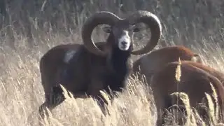 Олени, муфлоны. Охотничьи животные. Дикая живая природа. Deer, mouflons. Game animals