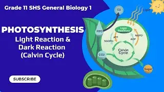 Photosynthesis| Light Reaction & Calvin Cycle| Grade 11 SHS General Biology 1 Tagalog