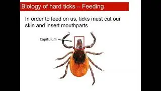 Tick Talk - Ticks & Tick- Borne Disease