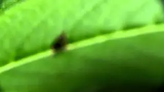 microlepidoptera