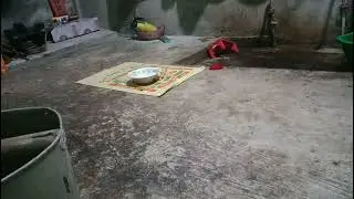 A Delicious Feast for My Precious Pooch