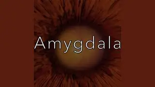 Amygdala
