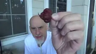 POD REVIEW......CHOCOLATE 7 POT PRIMO/CAROLINA REAPER CROSS!!! GROWN BY EARL CANIDA!!!
