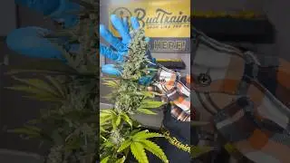The RESULTS of using the BudTrainer method 💪🌳💛 #growyourown