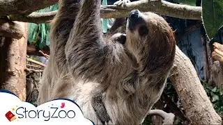 StoryZoo | StoryZoo in The Zoo | Learn About The Sloth Couple | Educational Videos for Children