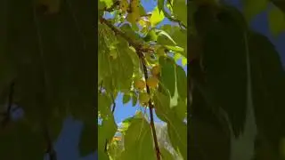 San Francisco Bay Area Must Visit Garden: Markham Regional Arboretum
