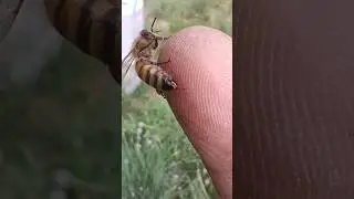 Bee Spins Away Without Leaving Stinger Behind