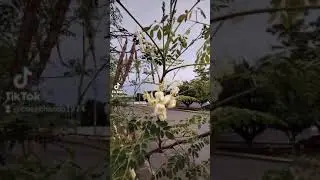 La Moringa