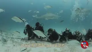 Bull Shark diving with Phantom Divers