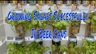 How To Grow Romaine Lettuce From Scraps | Using Discarded Beer Cans| Green Houses LMT